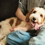 Emotional wellness through Pets
