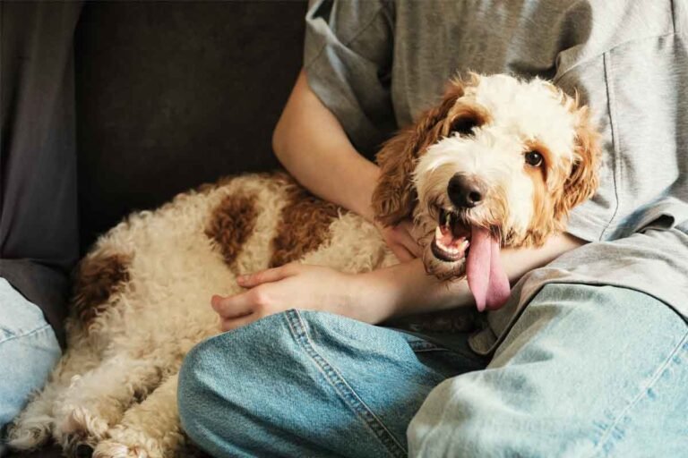 Emotional wellness through Pets