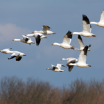 How to Keep Birdlife Safe in the Face of Avian Influenza