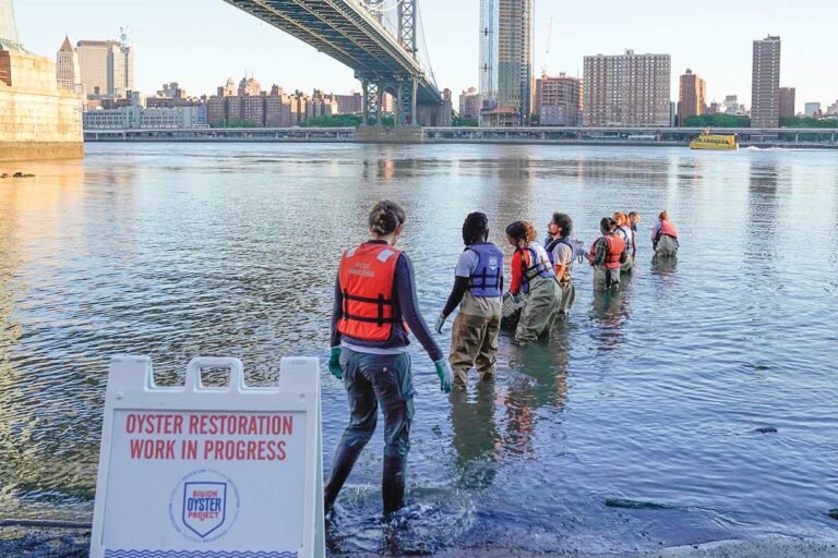 Innovation For Good: Billion Oyster Project and Sophie’s Kitchen