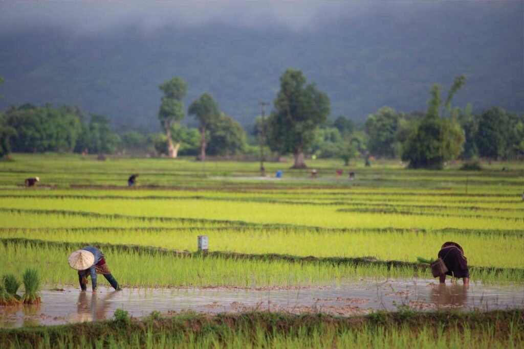 Innovation for Good: Lotus Foods and B Corp