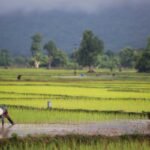 Innovation for Good: Lotus Foods and B Corp