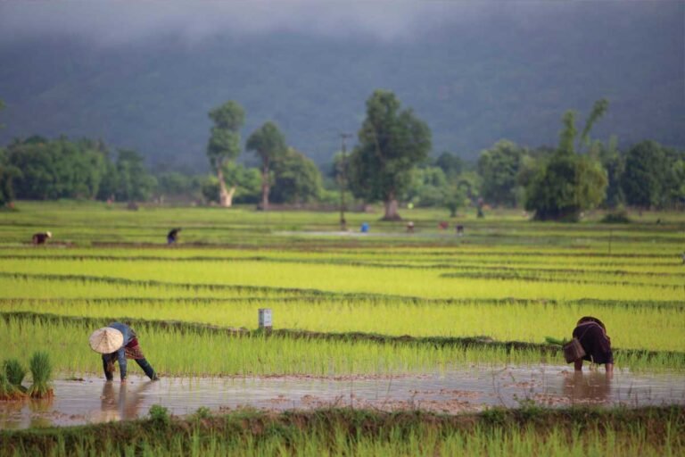 Innovation for Good: Lotus Foods and B Corp