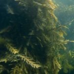 Kelp forests in jeopardy