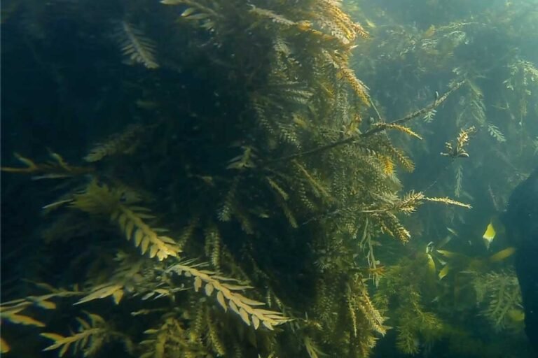 Kelp forests in jeopardy