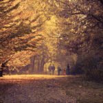 Family Friendly Fall Activities