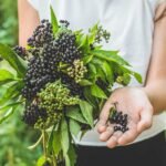 Elderberry Benefits Immune Health and More