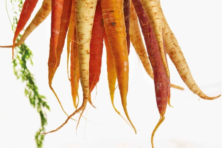 Nutrition and mental health