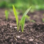 What is Regenerative Agriculture?