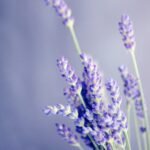 Back-to-School Aromatherapy Essentials